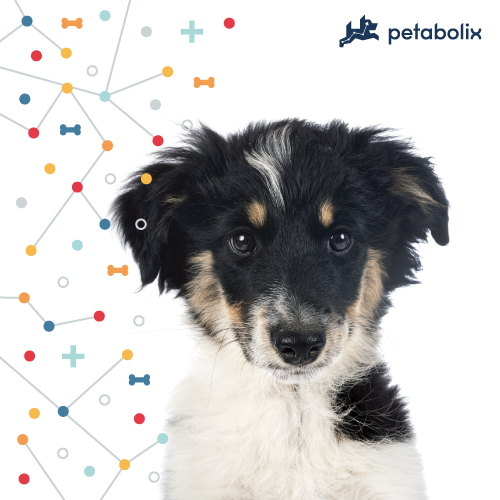 What's the Best Dog Food for Miniature American Shepherds?