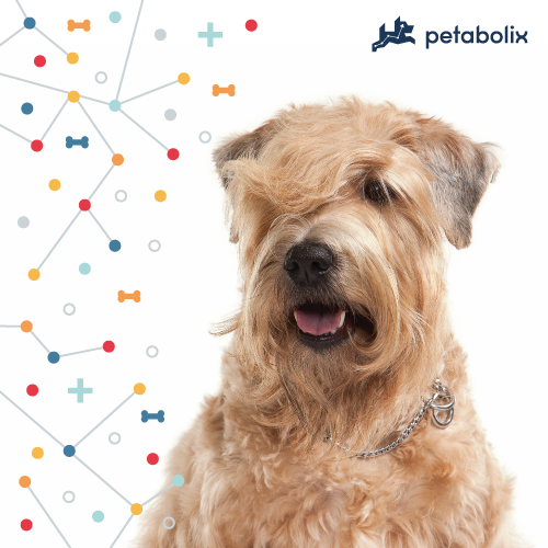 What's the Best Dog Food for the Soft Coated Wheaten Terrier?