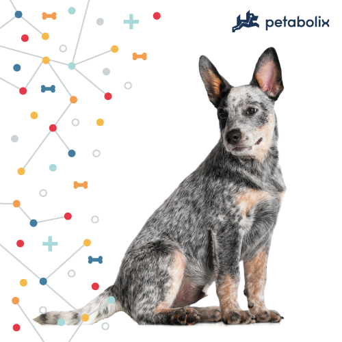 What's the Best Dog Food for Australian Cattle Dogs?