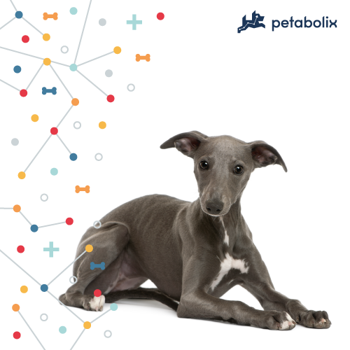 What are the Best Dog Foods for Whippets?