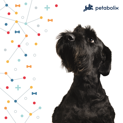 What's the Best Dog Food for the Giant Schnauzer?