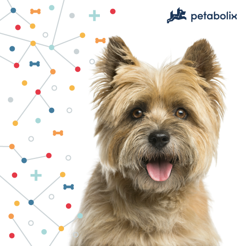 What are the Best Dog Foods for the Cairn Terrier?