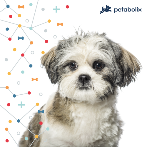 What's the Best Dog Food for the Lhasa Apso?