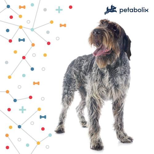 What's the Best Dog Food for the Wirehaired Pointing Griffon?