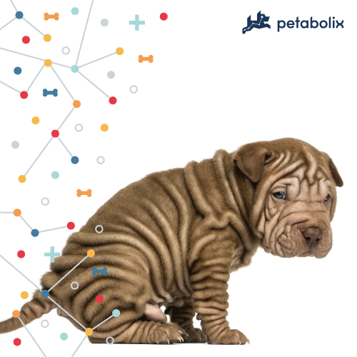 What are the Best Dog Foods for the Chinese Shar-Pei?