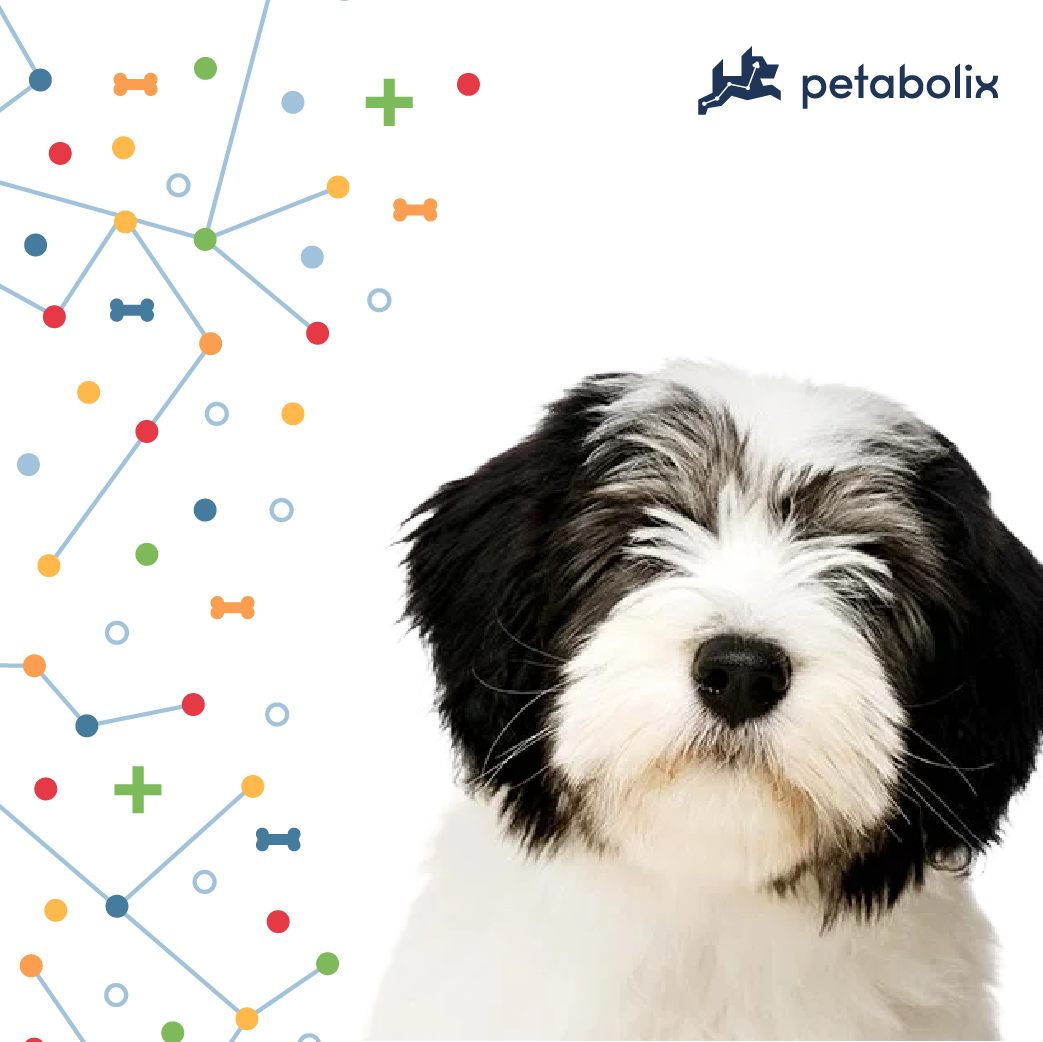 What are the Best Dog Foods for the Polish Lowland Sheepdog?