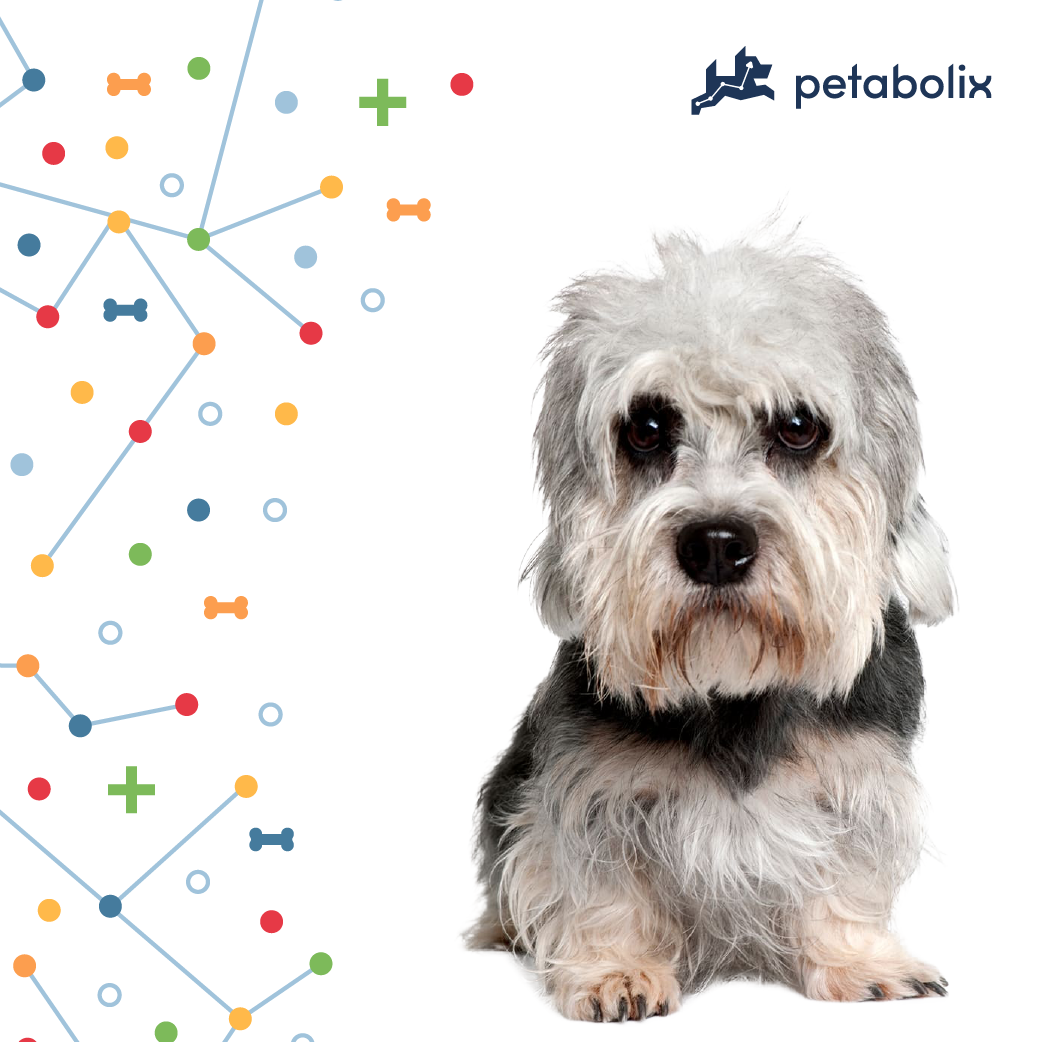 What are the Best Dog Foods for the Dandie Dinmont Terrier?