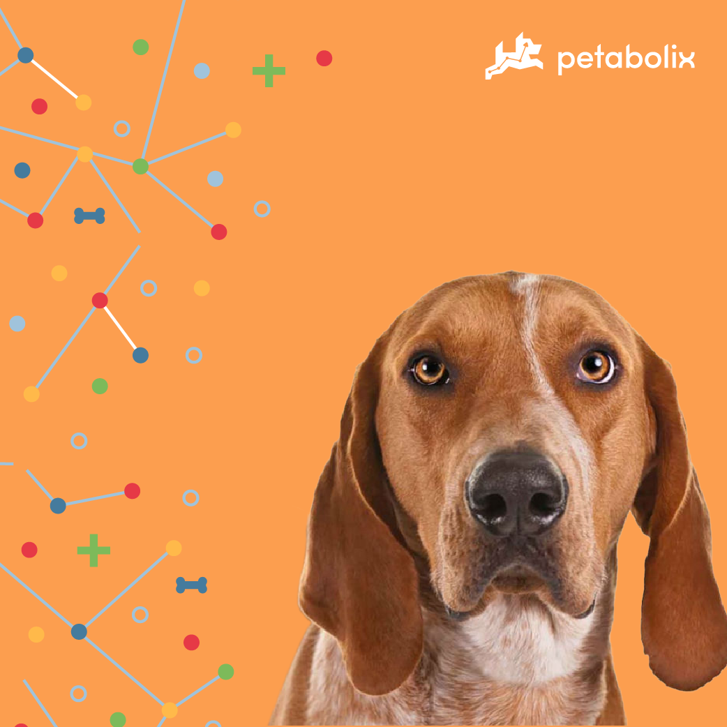 What are the Best Dog Foods for the American English Coonhound?