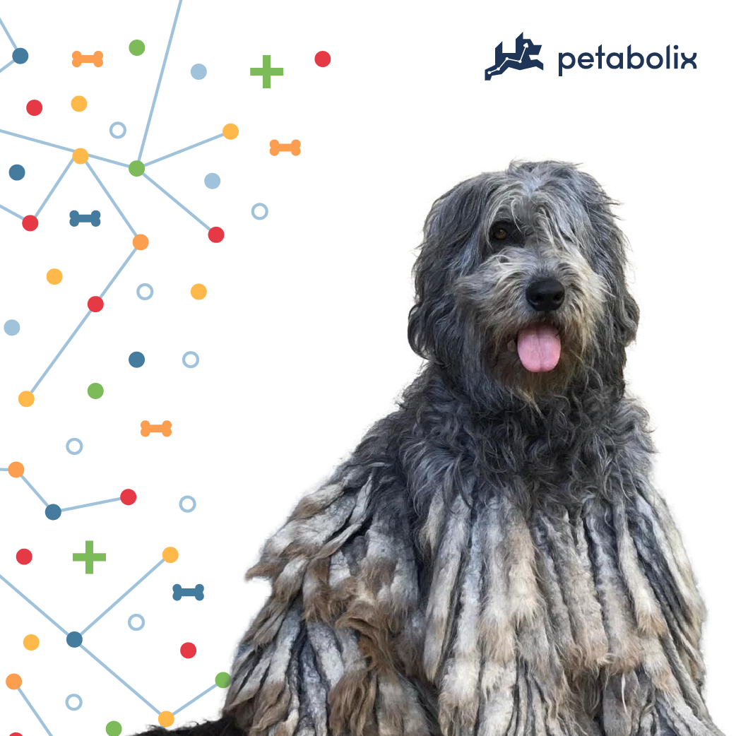 What are the Best Dog Foods for the Bergamasco Sheepdog?