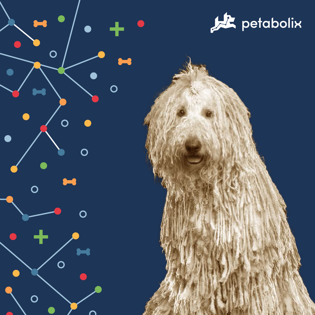 What are the Best Dog Foods for the Komondorok?