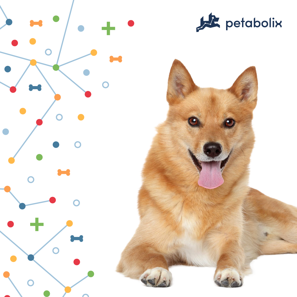 What are the Best Dog Foods for the Finnish Spitz?