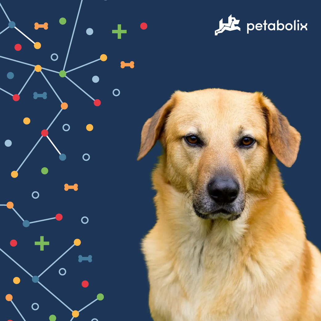 What are the Best Dog Foods for the Chinook?