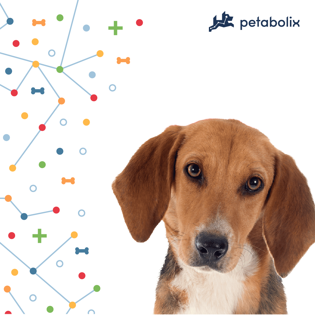 What are the Best Dog Foods for the Harrier?