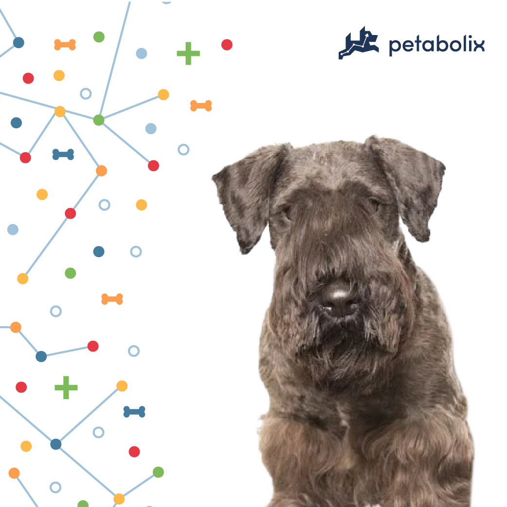 What are the Best Dog Foods for the Cesky Terrier?