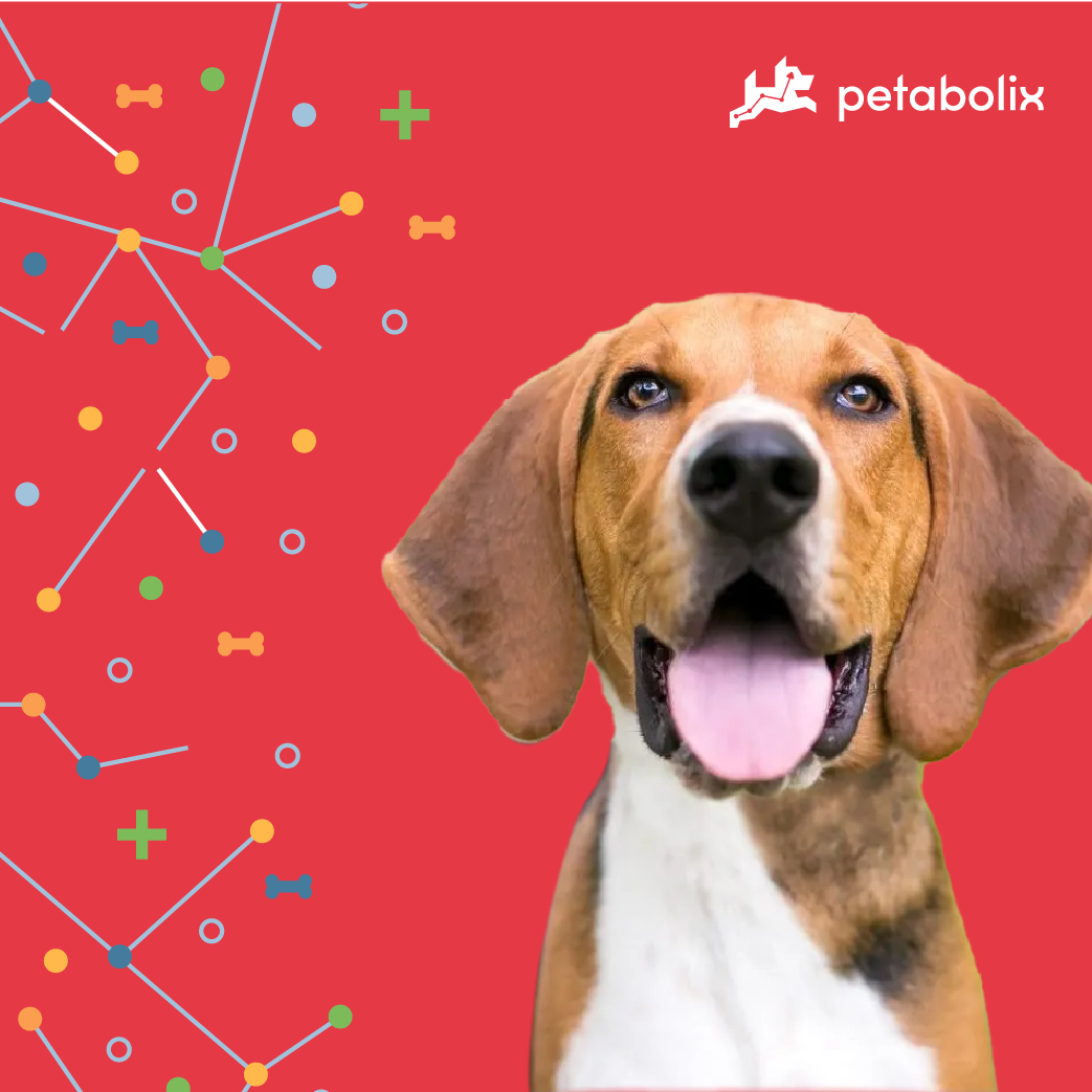 What are the Best Dog Foods for the American Foxhound?