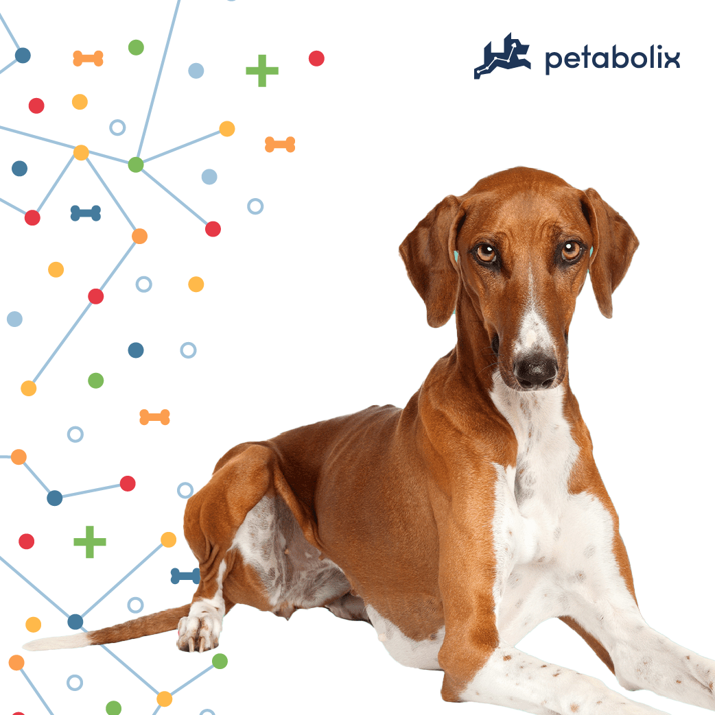 What are the Best Dog Foods for the Azawakh?