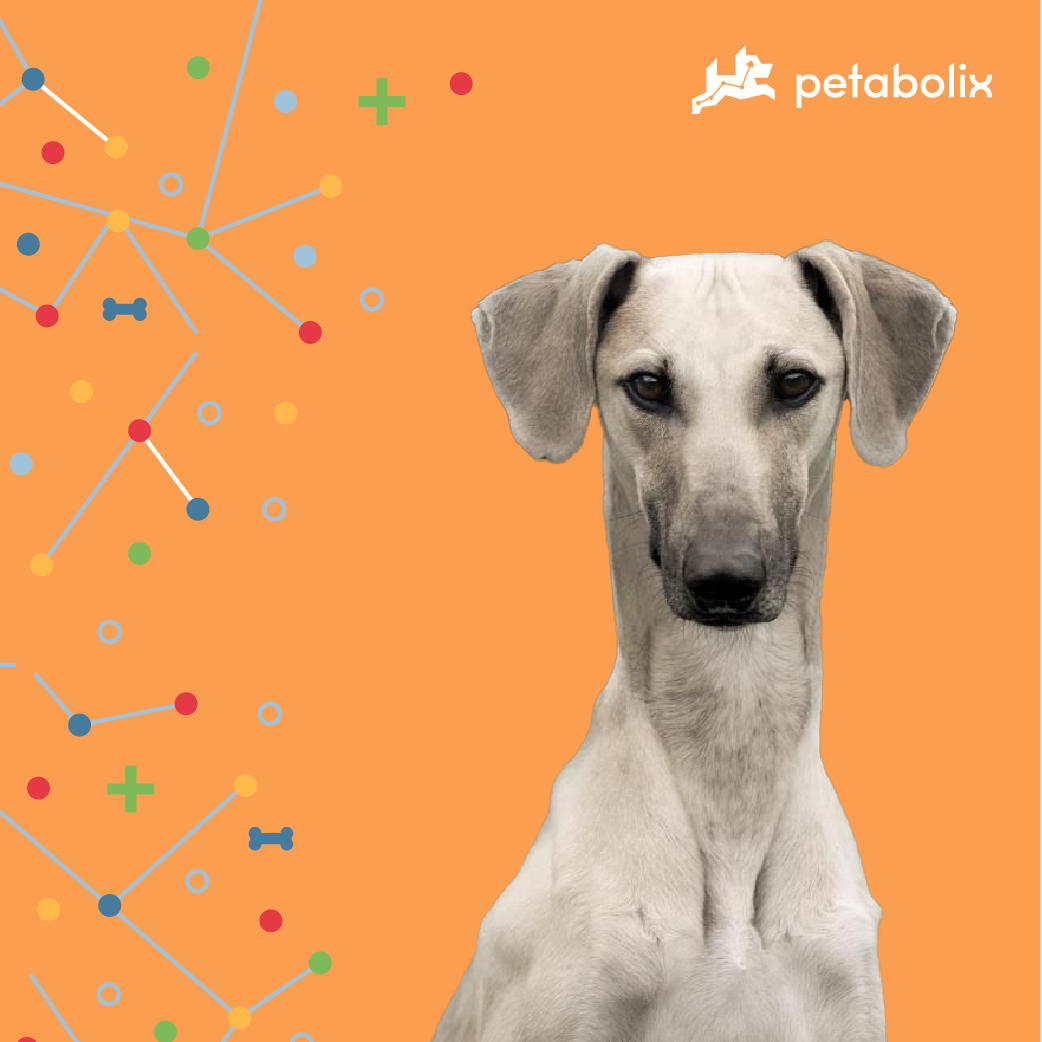 What are the Best Dog Foods for the Sloughi?