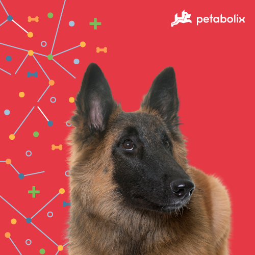 What are the Best Dog Foods for the Belgian Tervuren?