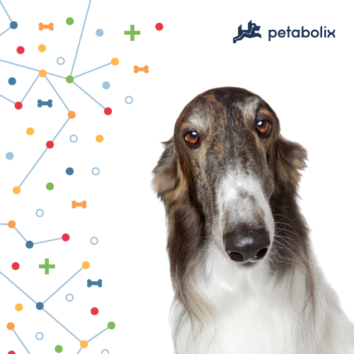 What are the Best Dog Foods for the Borzoi?