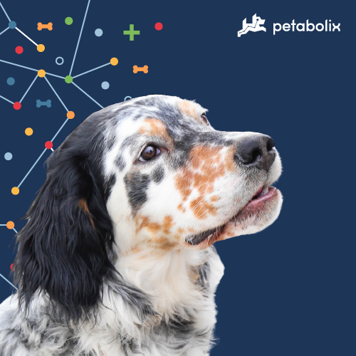What are the Best Dog Foods for the English Setter?