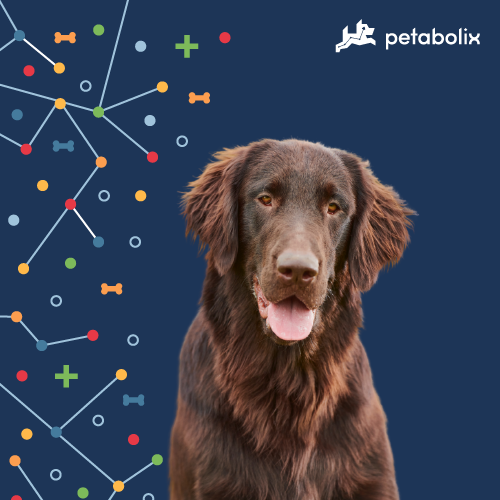 What are the Best Dog Foods for the Flat-Coated Retriever?