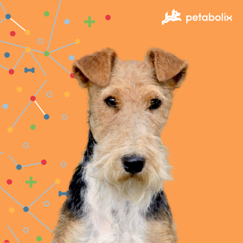 What are the Best Dog Foods for the Wire Fox Terrier?