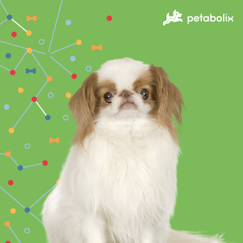 What are the Best Dog Foods for the Japanese Chin?
