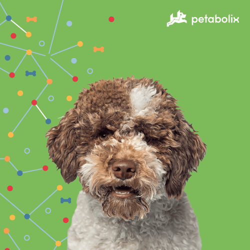 What are the Best Dog Foods for the Lagotti Romagnoli?