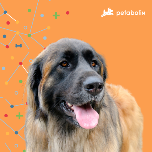 What are the Best Dog Foods for the Leonberger?