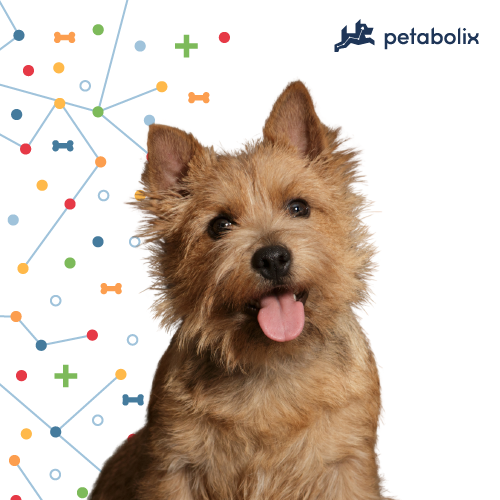 What are the Best Dog Foods for the Norwich Terrier?