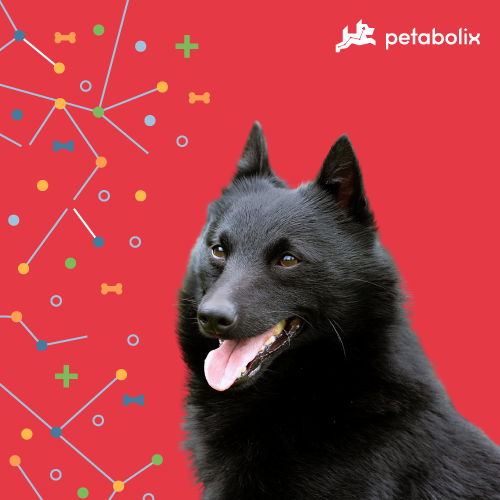 What are the Best Dog Foods for the Schipperke?