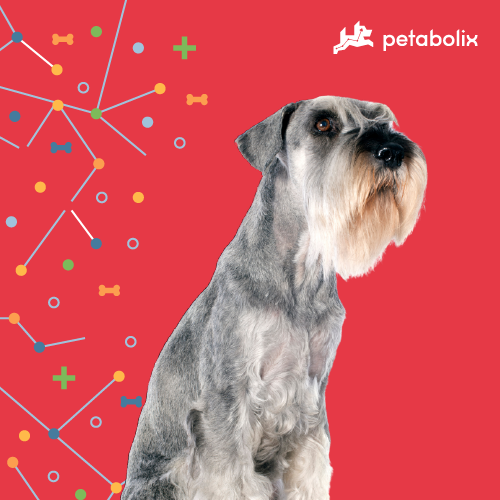 What are the Best Dog Foods for the Standard Schnauzer?