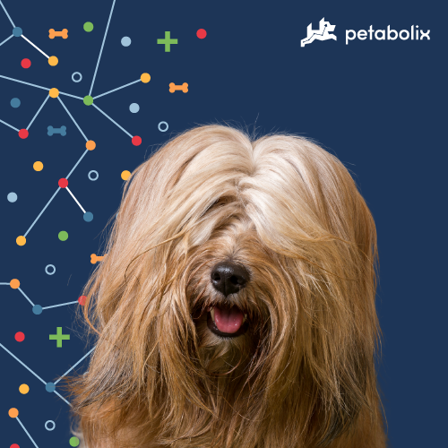 What are the Best Dog Foods for the Tibetan Terrier?