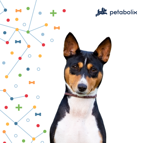 What are the Best Dog Foods for the Toy Fox Terrier?