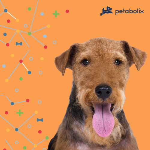 What are the Best Dog Foods for the Welsh Terrier?