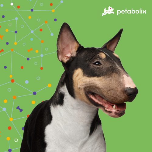 What are the Best Dog Foods for the Miniature Bull Terrier?