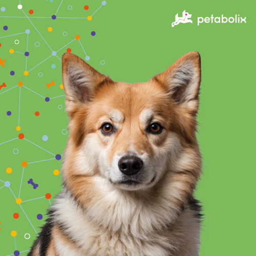 What are the Best Dog Foods for the Icelandic Sheepdog?