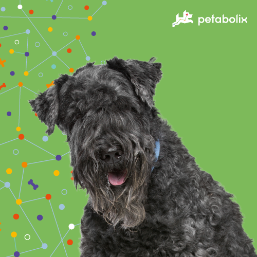 What are the Best Dog Foods for the Kerry Blue Terrier?