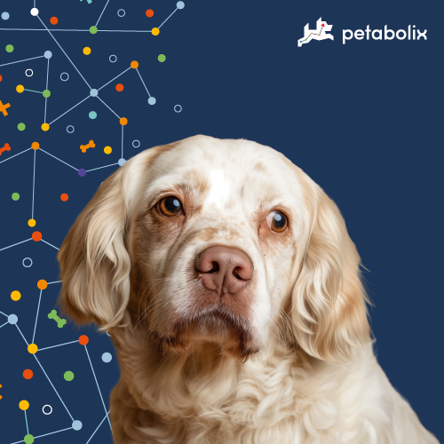 What are the Best Dog Foods for the Clumber Spaniel?