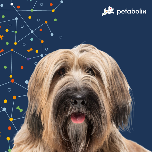 What are the Best Dog Foods for the Briard?