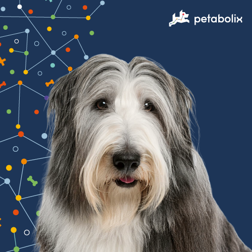 What are the Best Dog Foods for the Bearded Collie?