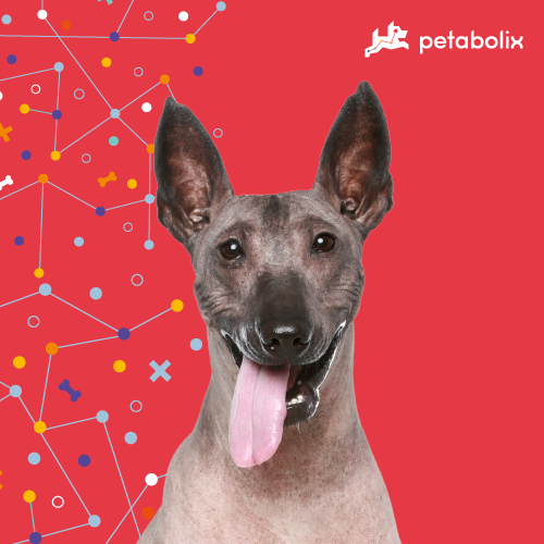 What are the Best Dog Foods for the Xoloitzcuintli?