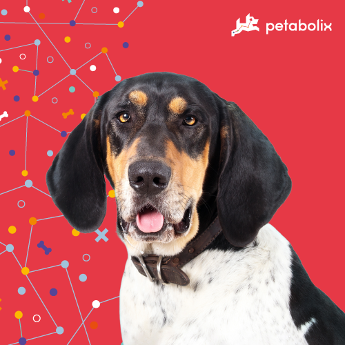 What are the Best Dog Foods for the Bluetick Coonhound?
