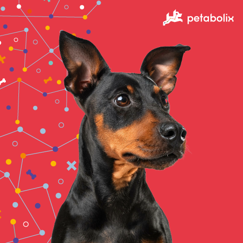 What are the Best Dog Foods for the Manchester Terrier?