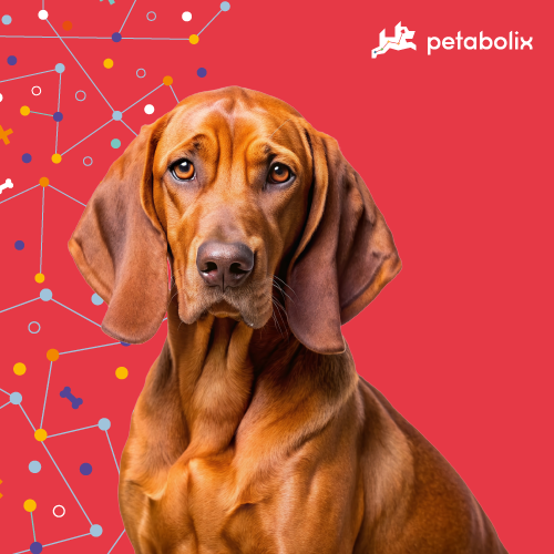 What are the Best Dog Foods for the Redbone Coonhound?