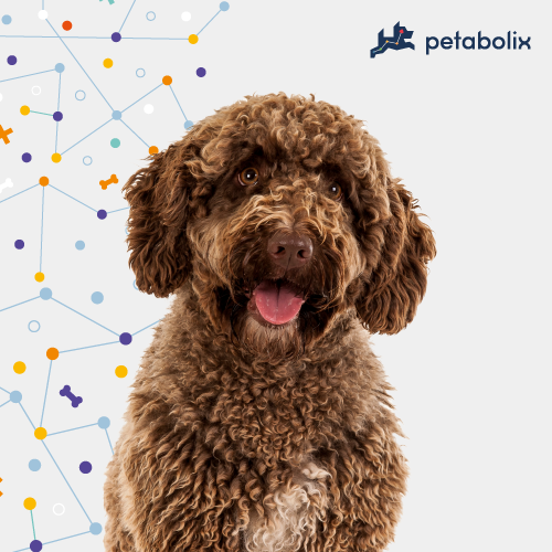 What are the Best Dog Foods for the Spanish Water Dog?