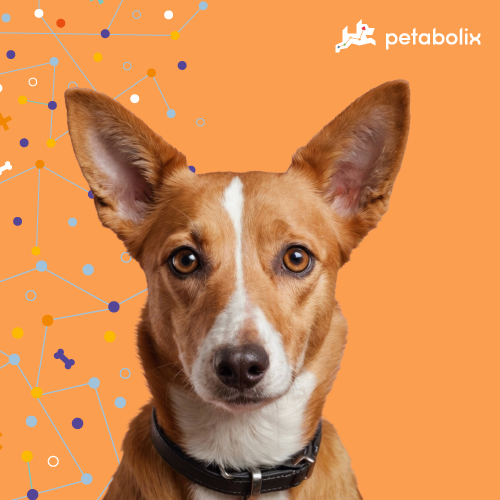 What are the Best Dog Foods for the Portuguese Podengo Pequeno?