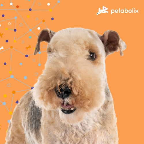 What are the Best Dog Foods for the Lakeland Terrier?