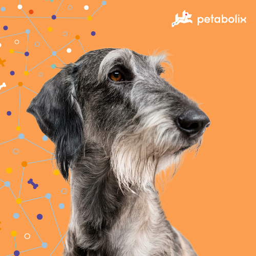 What are the Best Dog Foods for the Scottish Deerhound?