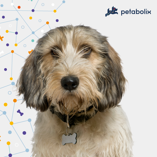 What are the Best Dog Foods for the Petits Bassets Griffons Vendeen?